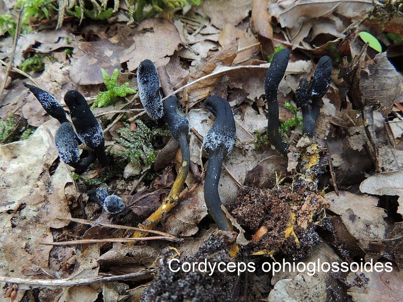 Tolypocladium ophioglossoides-amf524-1.jpg - Tolypocladium ophioglossoides ; Syn1: Cordyceps ophioglossoides ; Syn2: Elaphocordyceps ophioglossoides ; Nom français: Cordyceps langue-de-serpent